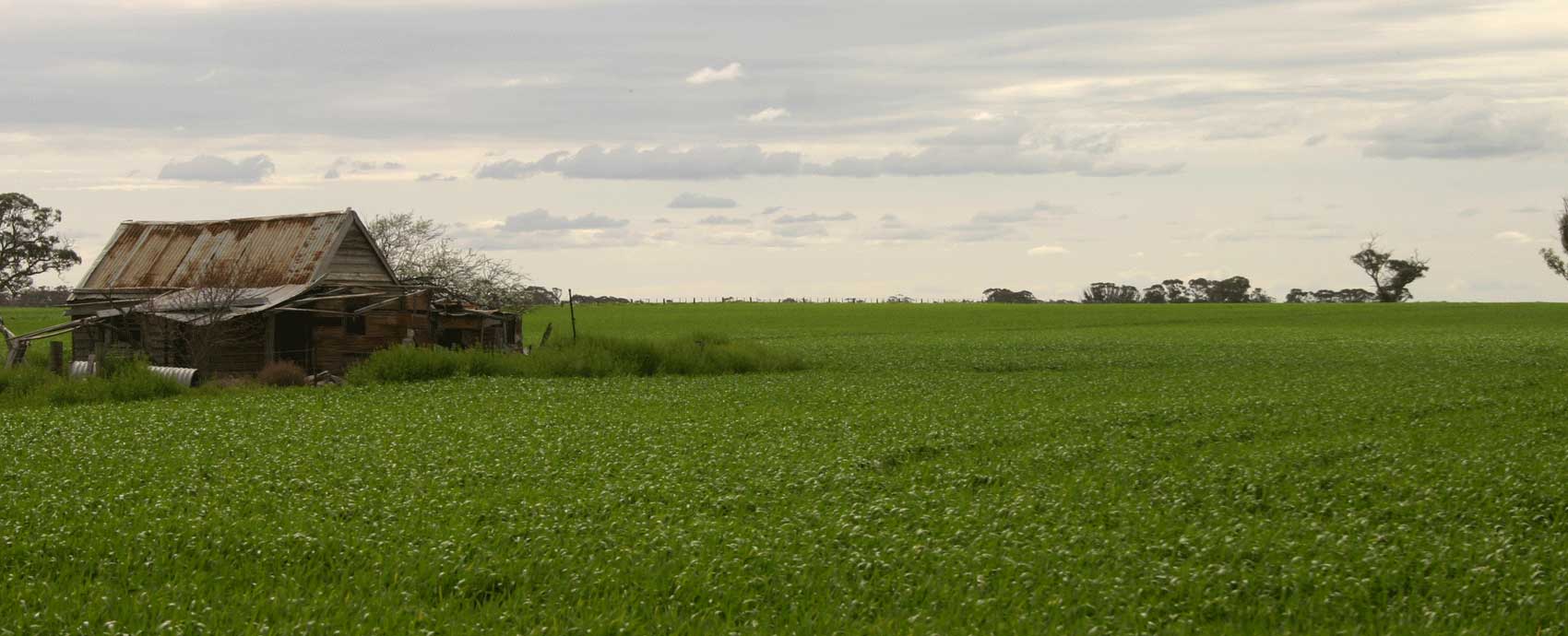 Wheat shed in Buloke Shire